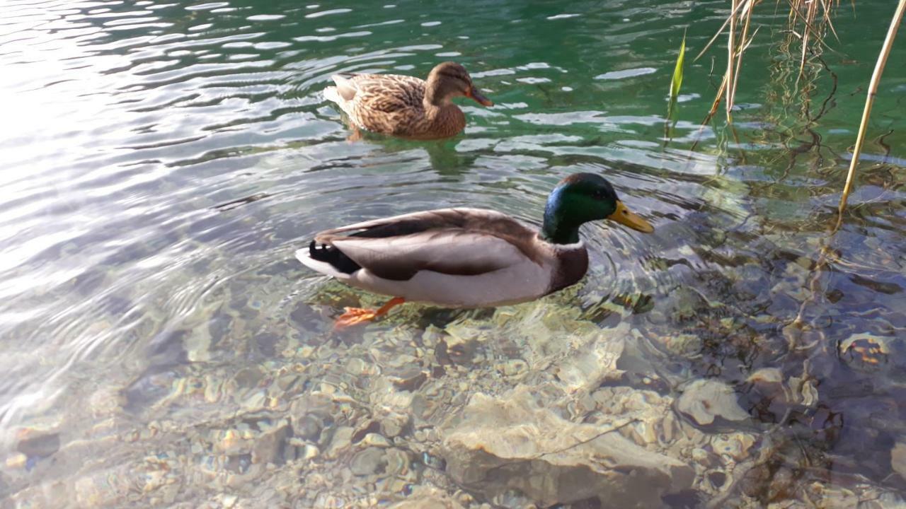 Vacation House Home, Plitvice Lakes National Park Plitvička Jezera エクステリア 写真